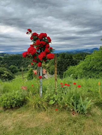 Bild von Weingut Buschenschank Tinnauer