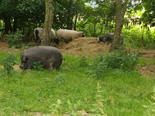 Bild von Hof Iggewarden