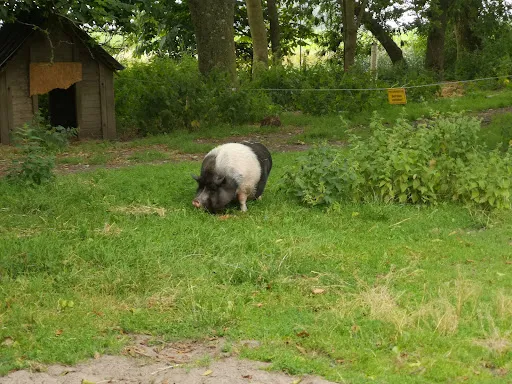 Bild von Hof Iggewarden