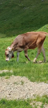 Bild von Malghetta Tognola / Malga Tognola