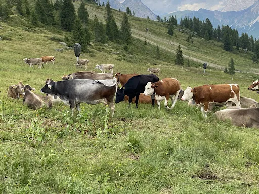 Bild von Malghetta Tognola / Malga Tognola