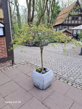 Bild von Parkrestaurant Alte Mühle