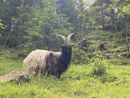 Bild von Taubenseehütte