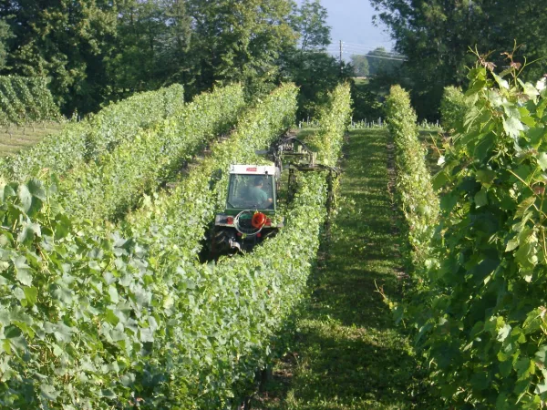 Domaine Les Faunes