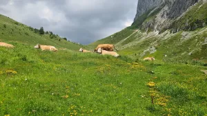 Obere Walalp