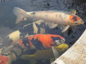 Koi-Gartenteich