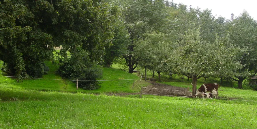 Bild von Luciano Serra