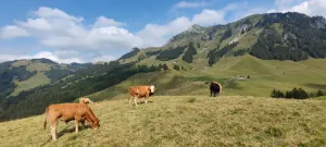 Alpchäsi & Alpbuvette Gantrischli