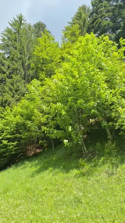 Bild von Gasthof Kuttelbad