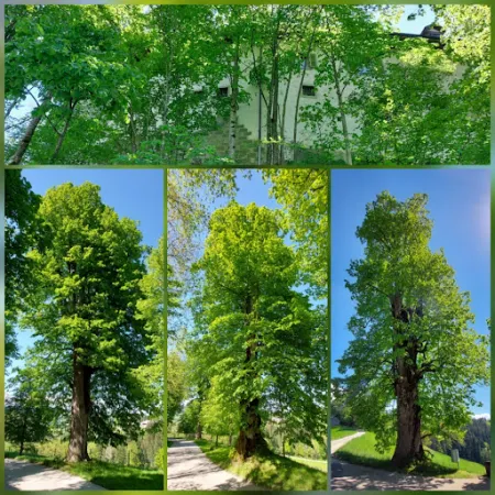 Bild von Schloss Trachselwald