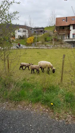 Bild von Hotel Traube Garni