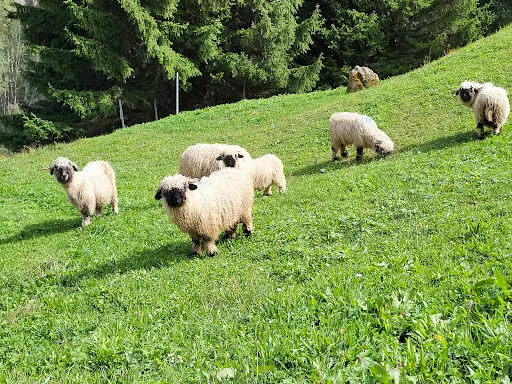 Bild von Restaurnt Schönegg