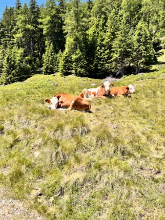 Bild von Bergeralm/Malga Berger