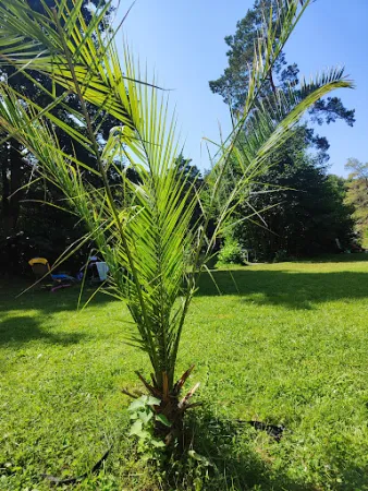 Bild von Campingplatz Alte Schmiede