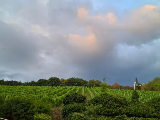 Bild von Weingut & Weinstube Schleimer
