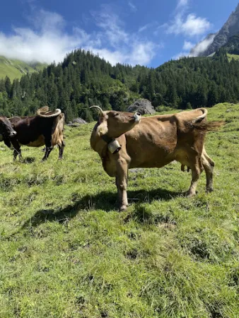 Bild von Bernhards Gemstel Alp
