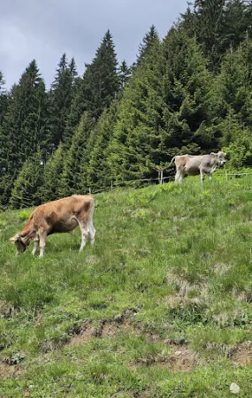 Bild von Berggasthof Bühlalpe