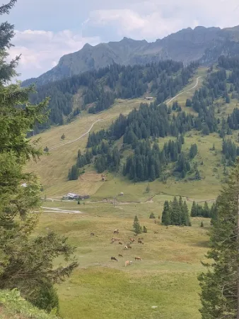 Bild von Alpe Wildgunten