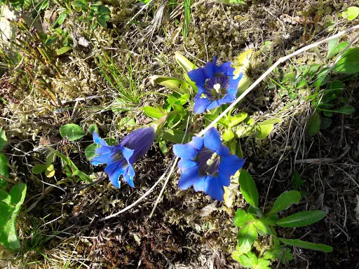 Bild von Alpe Wildgunten