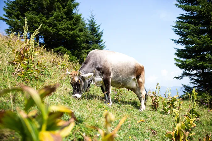 Bild von Alpe Wildgunten