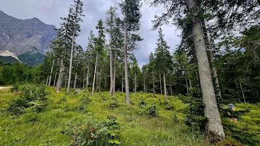 Bild von Gamsalm Ehrwald