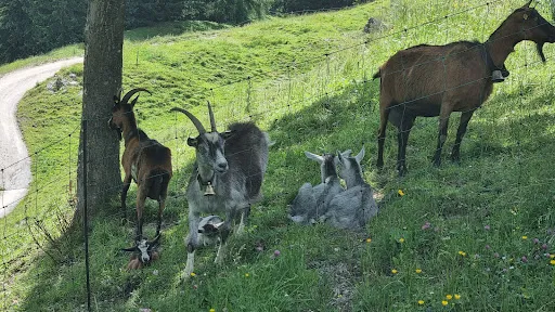 Bild von Nessleralm