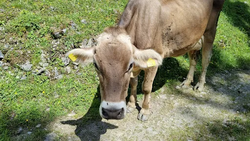Bild von Nessleralm