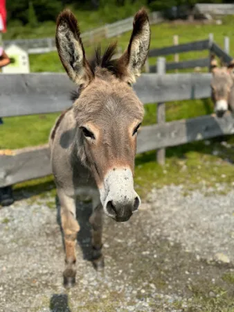 Bild von Kühtaile Alm