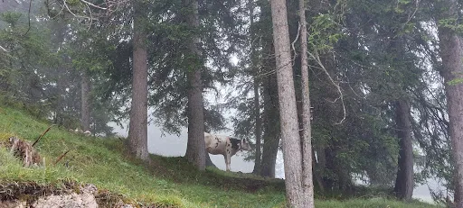 Bild von Bergbahnen Rosshütte