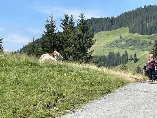 Bild von Marchbachjochalm