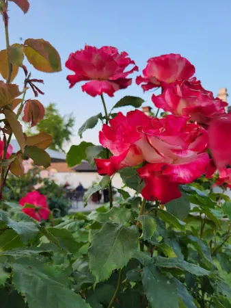 Bild von Laberei