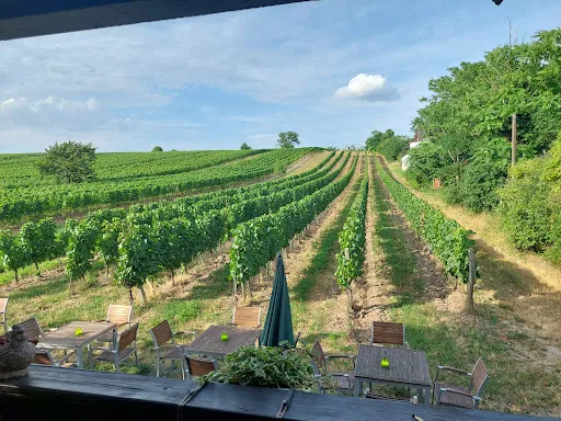 Bild von Hoffmann´s WeinZEIT