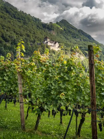 Bild von Hofkellerei des Fürsten von Liechtenstein