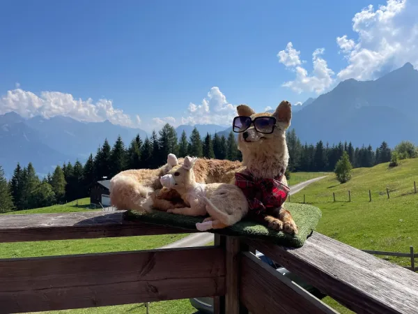 Bild von O PTIMIST