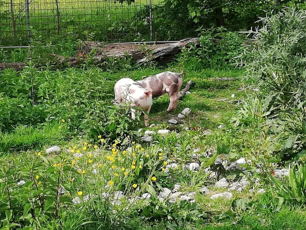 Bild von Vici _animal