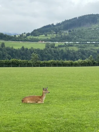 Bild von Saja Gh