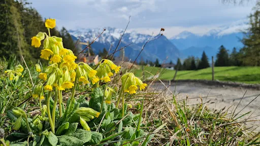 Bild von Triesenberg Malbun Steg Tourismus