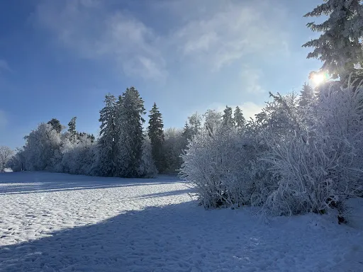 Bild von Rittmarren