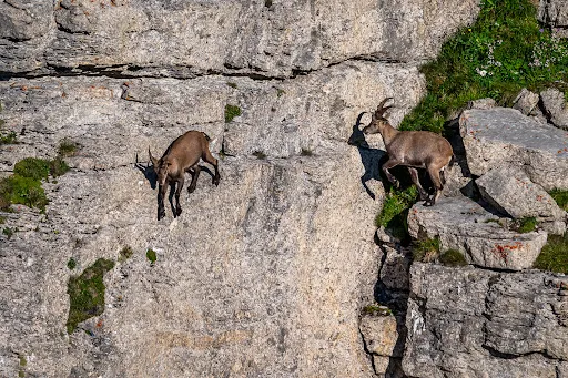 Bild von Gipfelrestaurant Chäserrugg