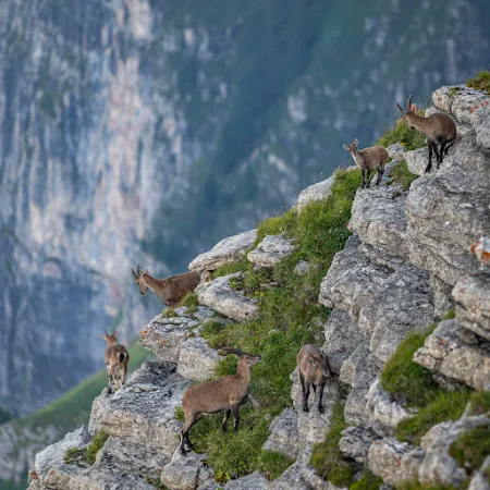 Bild von Gipfelrestaurant Chäserrugg