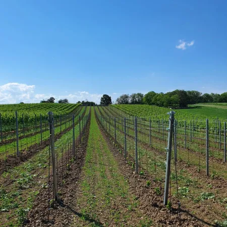 Bild von Weingut &amp; Rustikalschenke Tinhof