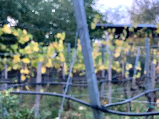 Bild von Helmut Krenek am Weingut Göbel