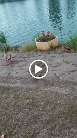 Bild von Flamingo Kuchelau