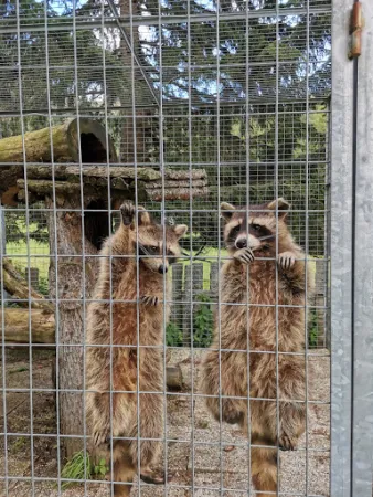 Bild von Falkerthaus - DIE urige Hütte im Nockgebiet