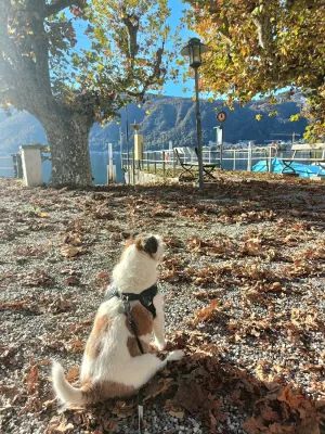 Trattoria al Lago