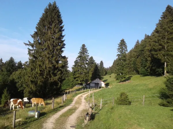 Bild von Stegmüller Jörg