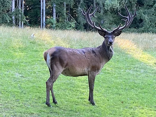 Bild von Der Gasthof Kulm