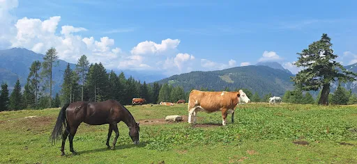 Bild von Lackenalm