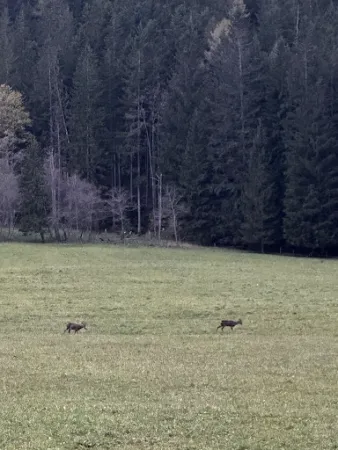 Bild von Jassingalm