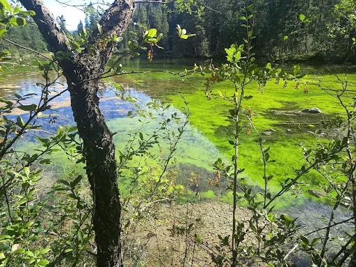 Bild von Jassingalm